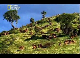 17الحيوانات المفترسة الأشد فتكا. عارك الحيوانات