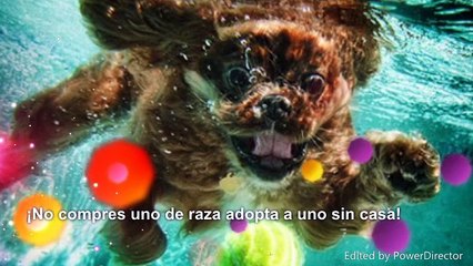 No compres, ¡ADOPTA!