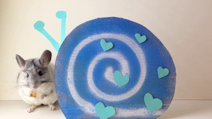 Chinchilla Being a Snail!