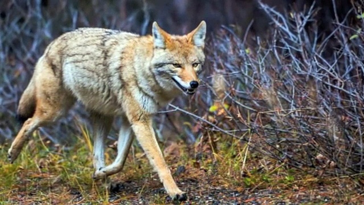 25 Fastest Land Animals