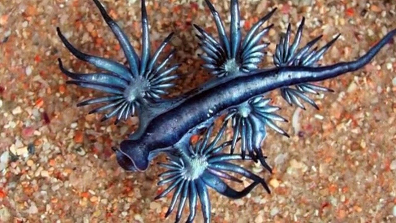 25 Unreal Animals You Won’t Believe Exist