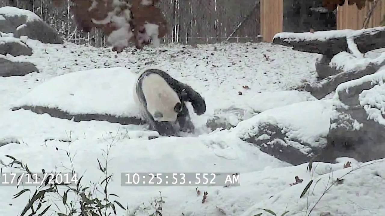 Un panda géant s'amuse dans la neige