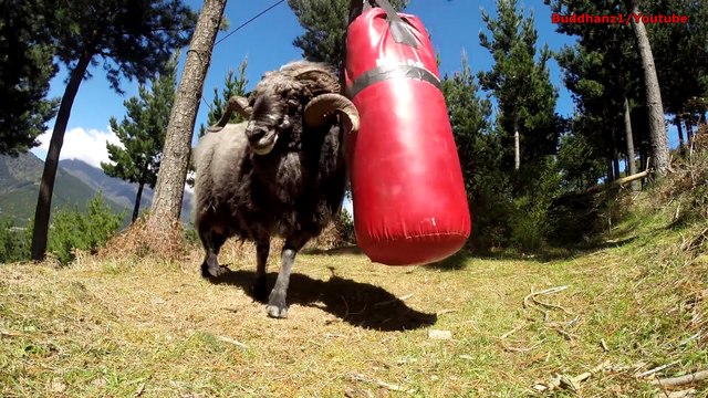 Un bélier pas content détruit un Sac de Frappe... Plus fort qu'un boxeur!