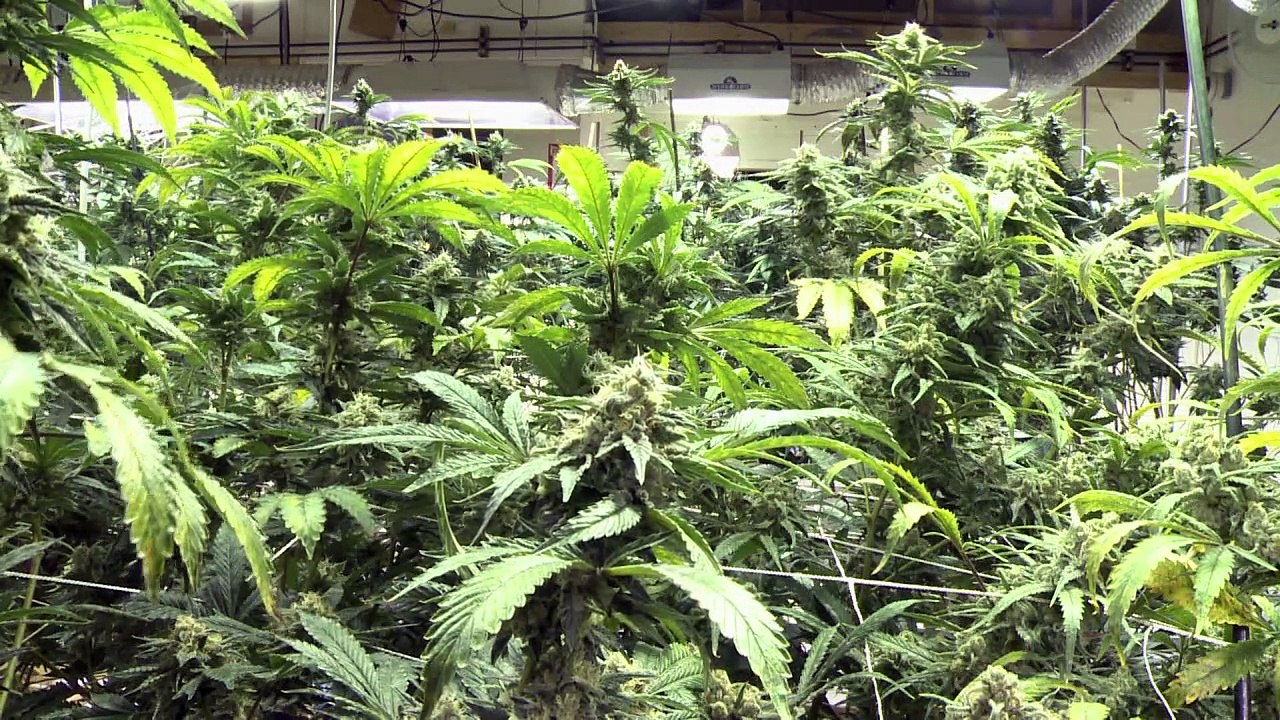 Furcht vor Haschkeksen in Kinderhand