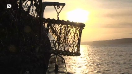 La pêche Dieppoise - La seiche