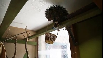 Porco-espinho chico esperto!