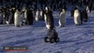 Cleverly Disguised Baby Penguin Robot Interacts With Emperor Penguin Colony