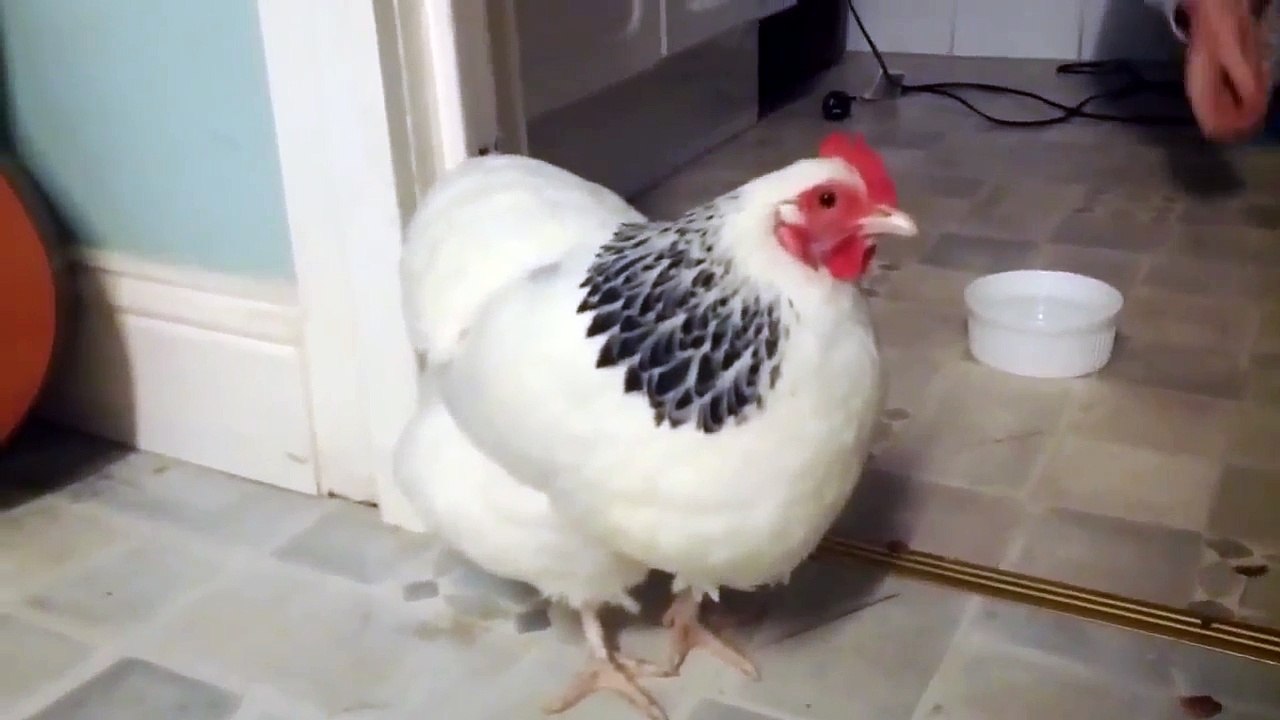 A galinha constipou-se!