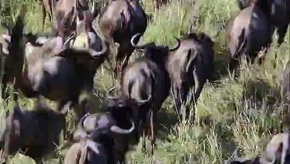 Grandes Espectaculos de la Naturaleza. 3 La gran migracion