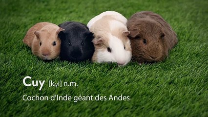 Bienvenue dans le monde merveilleux des couilles