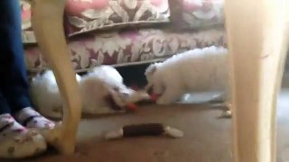 Cute Bichon Frise puppies play fighting! Sisters