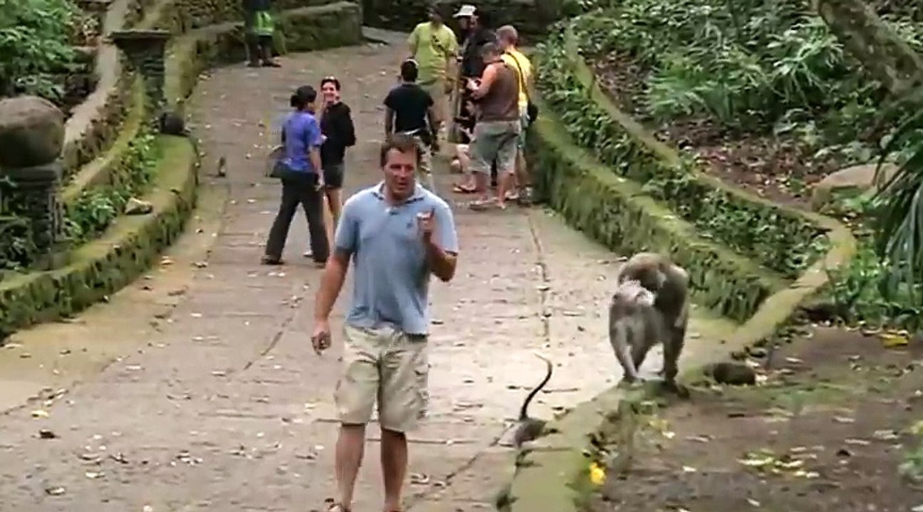 Reporter Attacked By Frisky Monkeys