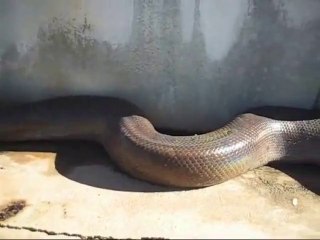Regardez attentivement ce serpent