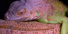 Iguanas Mating So Cute And Funny - Animals Mating Hard And Fast Up CLOSE