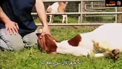 Animals Submit To Slaughter When Hear The Name of Allah.