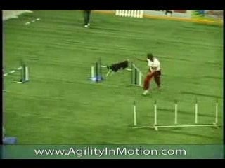 Agility Champion du monde 2006