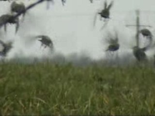 étourneau sansonnet