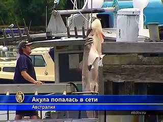 Акула напугала отдыхающих на пляже Сиднея