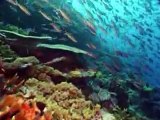 Arrecifes coralinos en peligro