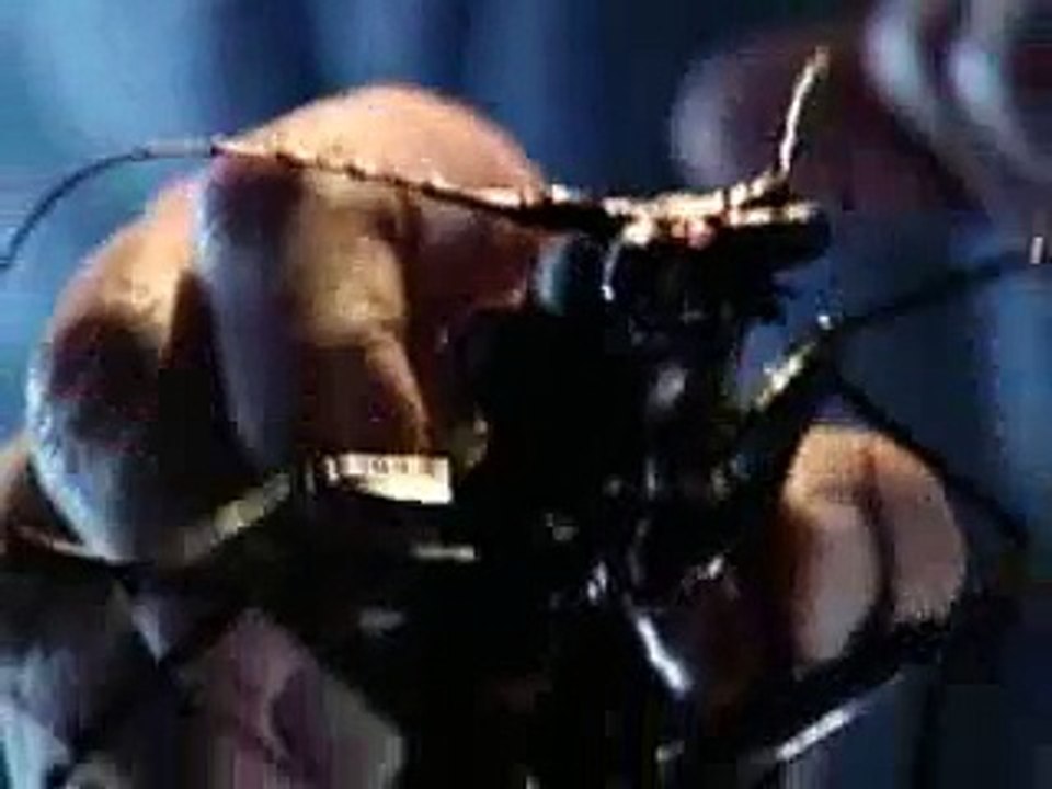 O insecto máis grande del mundo