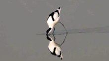 Pied Avocet Feeding