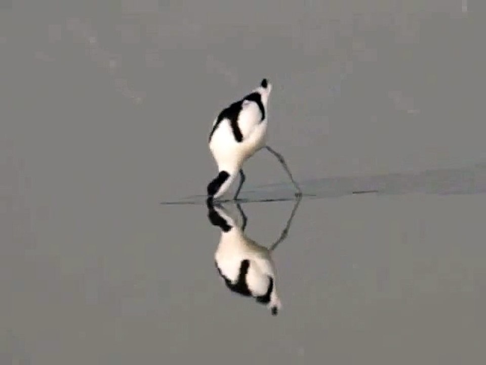 Pied Avocet Feeding