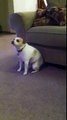 funny dog dancing video clip very funny video.