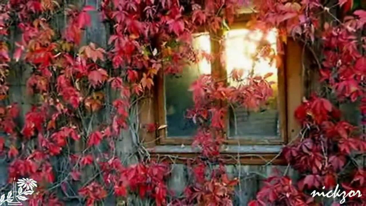 Yedi Karanfil - İçimizden Biri