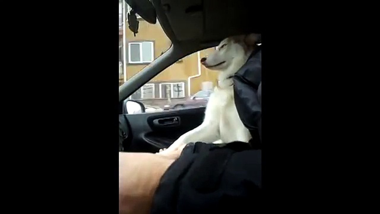 Funny The Most Annoyingly Cute Thing Ever