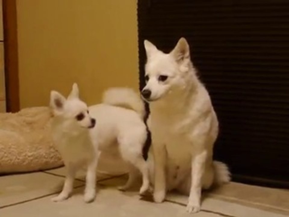 Funny The Most Annoying Dog Ever