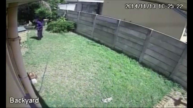 Un voleur victime du tigre de Seine et Marne