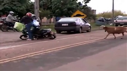 Une chèvre très agressive terrorise les passants