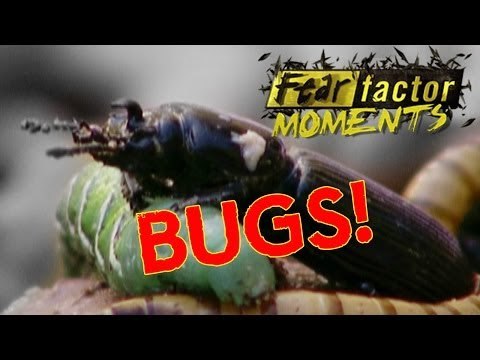 Fear Factor Moments | Gross Gorge
