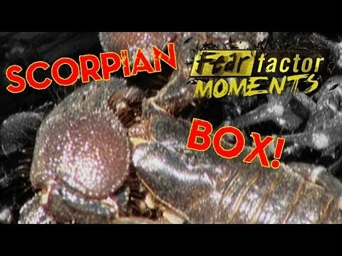 Fear Factor Moments | Scorpion Helmet Spin