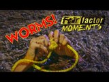 Fear Factor Moments | Worm Tangle