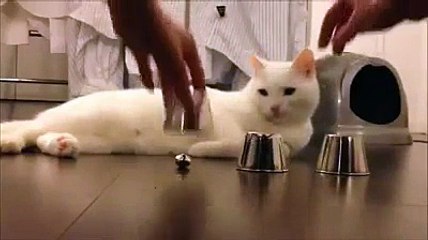 Cat Playing Game intelligently