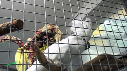 Забавный Какаду