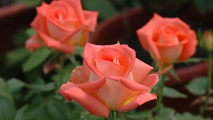 Tanti Auguri di Buon Compleanno!