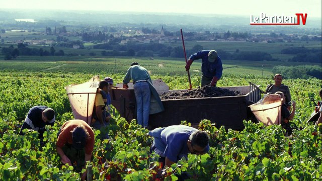 « Le jour où... » : le Beaujolais nouveau