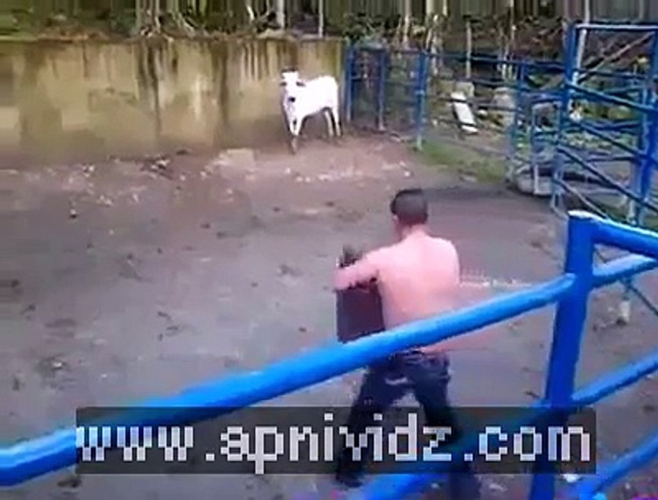 Funny Bull Fight lol