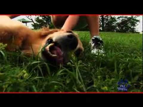 Designing Spaces Show 2102 - Intervet - Preventing Pet Illnesses