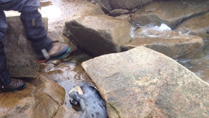 Le bébé phoque remis à l'eau