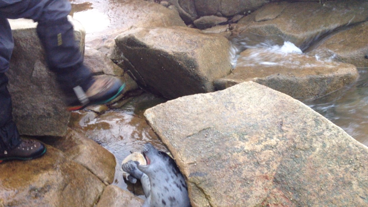 Le bébé phoque remis à l'eau