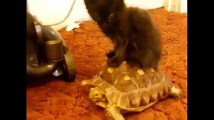 funny cat videos-cute cat videos-funny cats videos compilation.