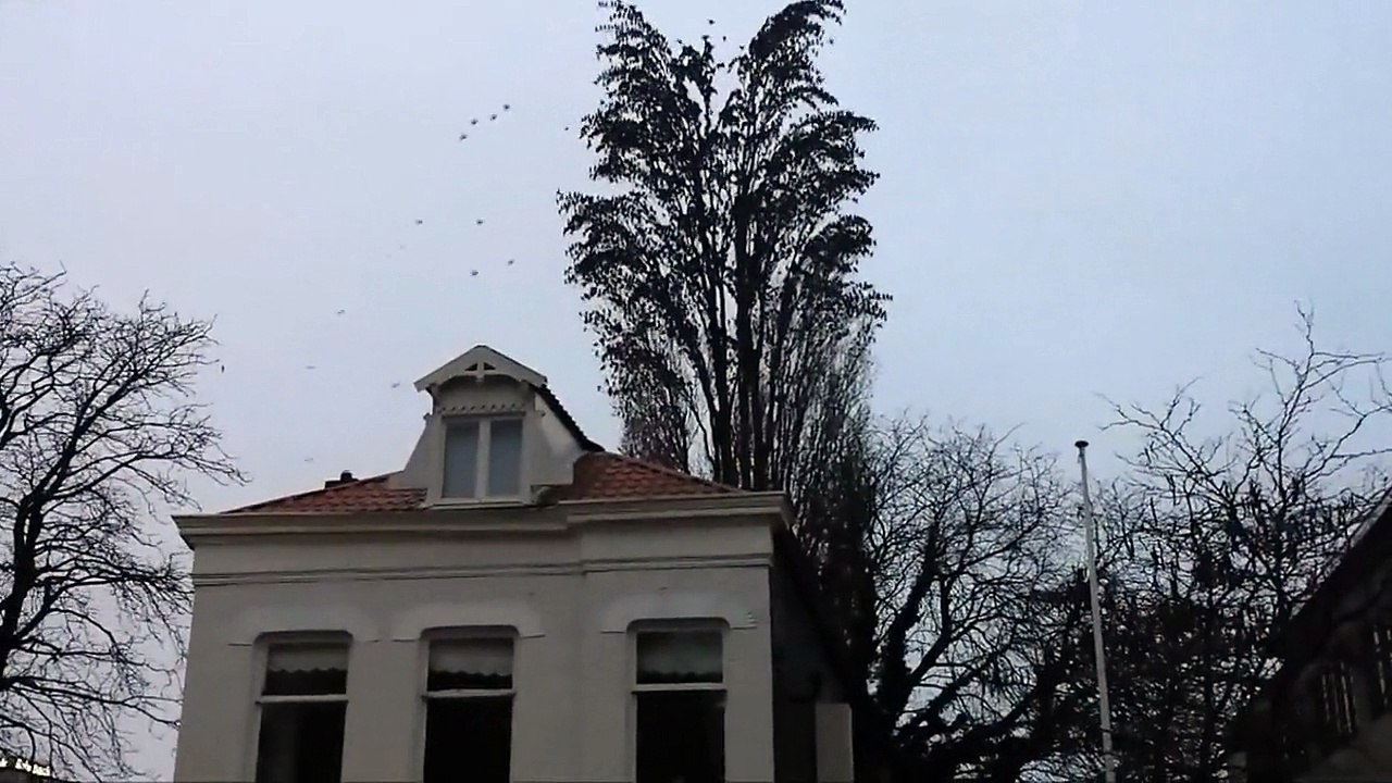 Des centaines d'oiseaux dans un arbre