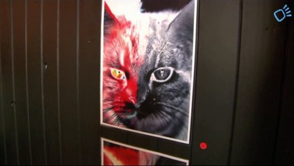Chattes rouges et noires