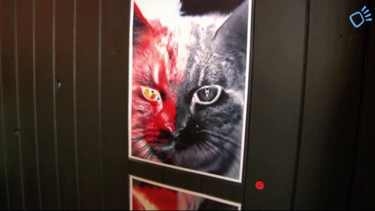 Chattes rouges et noires