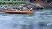 Un chien vient à la rescousse de deux chiens appelant à l'aide dans une barque