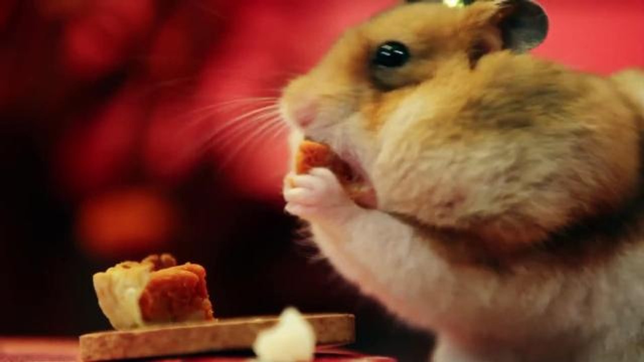 Tiny Hamster Eating Thanksgiving Meal Breaks the Internet