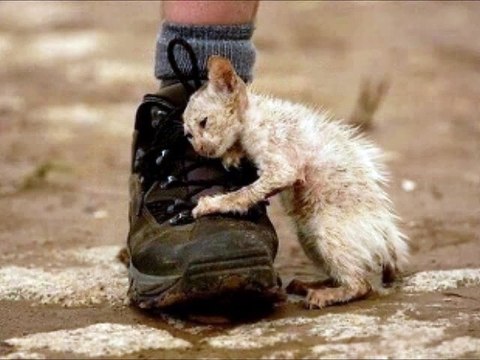 Des chats des p'tits chats chats chats